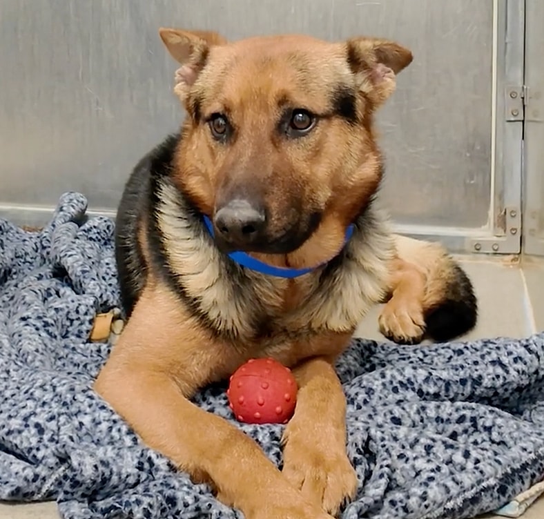 Sitting with dogs: Bruno